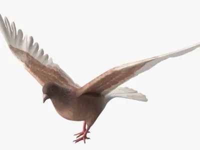  Low Poly Pigeon Spread Wings Brown Rigged for Maya 
