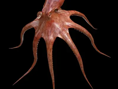  Octopus 