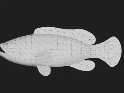 Grouper Low-poly 3D model 3