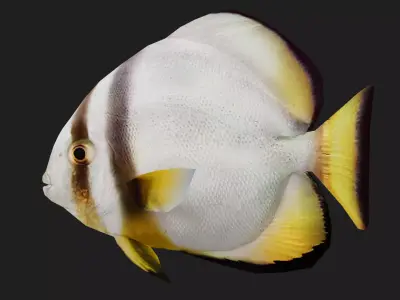 Batfish Low-poly 3D model