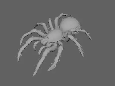Spider 3D model 17