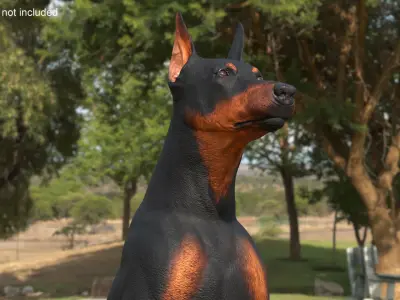 Doberman Pinscher Dog Sits 3D model