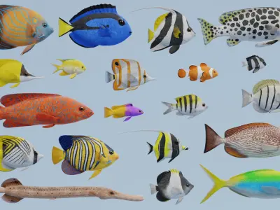 Tropical Fishes Collection 3D model