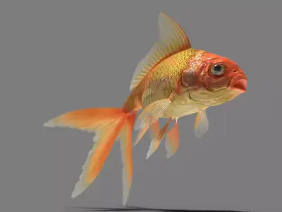 Goldfish Low-poly 3D model order