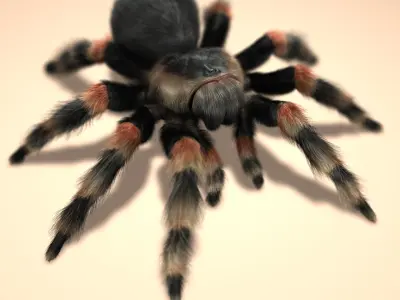 Tarantula (Mexican Redknee) (FUR) 3D model