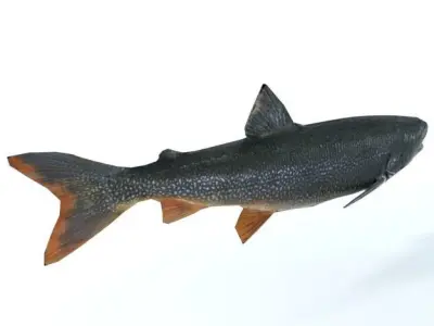 Trout sockeye salmon Low-poly 3D model