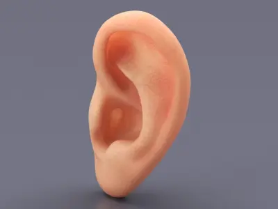  Human Organs Of Touch Collection 