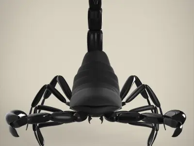 Scorpion 3D model 4