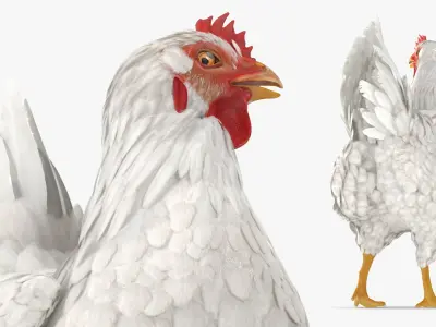 White Chicken Rigged for Cinema 4D 3D model