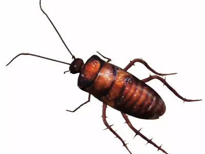 Cockroach Low-poly 3D model purchase