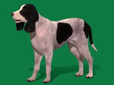 Ariegeois Dog Free 3D model