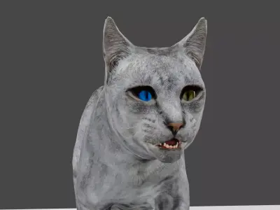 Heterochromia Cat Rigged Low-poly 3D model