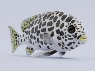 Tropical Fishes Collection 3D model
