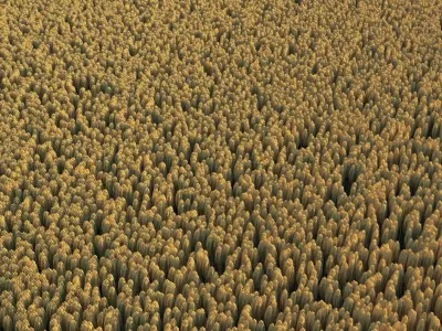 Wheat field Low-poly 3D model