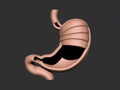 stomach human anatomy organ 3D print model