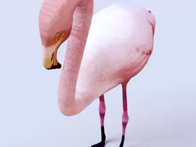 Flamingo Low-poly 3D model get