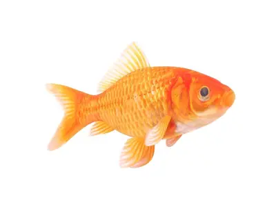 Goldfish 3D model order