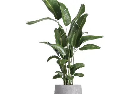indoor plant 057 3D model