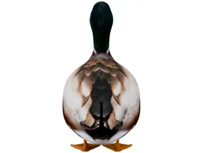 Mallard Duck 3D model purchase