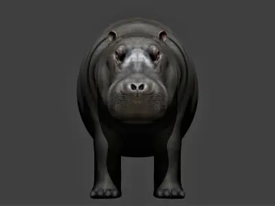 Hippopotamus fully rigged Low-poly 3D model