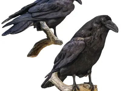 Raven perched on branch 3D model