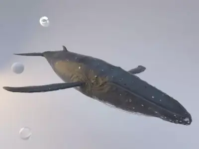 Whale Rigged 3D model