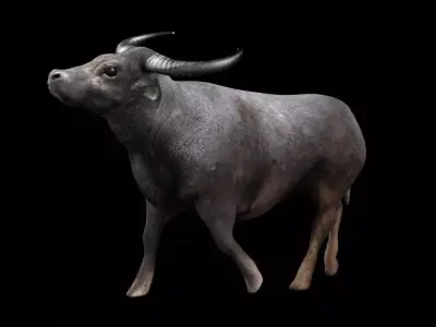 3DS Max Water Buffalo Rigged Low-poly 3D model