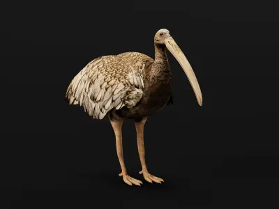 Giant Ibis Bird Low-poly 3D model