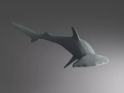Hammer Head Shark Free 3D model