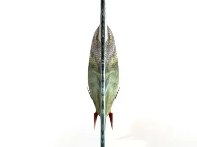Piranha fish Low-poly 3D model