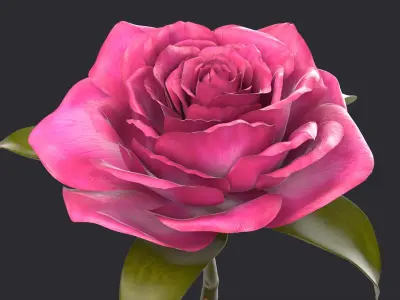 Rose  purchase 3D model