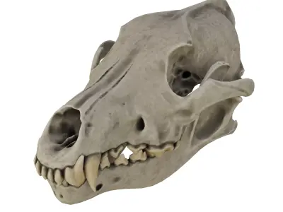 Dog Skull 3D model