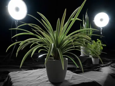  Spider Plant Model  purchase