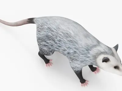  Opossum 