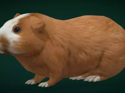 Domestic Guinea Pig Rodent Free 3D model