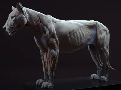 Lion Anatomy 3D model