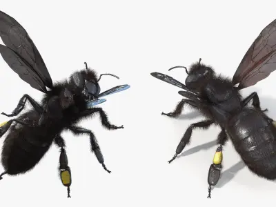  Black Bee Fur 