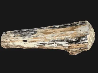Mottled tree trunk wood 3d scan highpoly 3D model