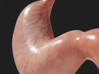  Human Stomach - Cross-Section 