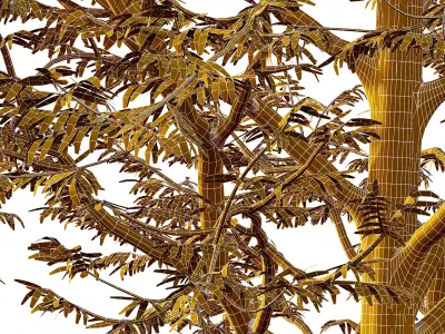 Mountain Ash Tree 013 3D model