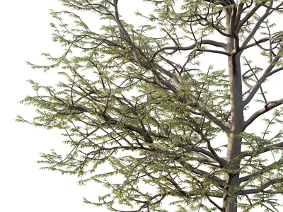 Mountain Ash Tree 09 3D model