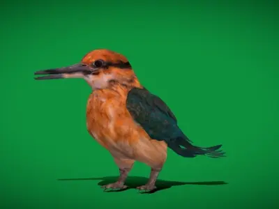Guam Micronesian Kingfisher Wild Bird 3D model