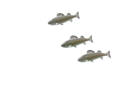 fish rigging Free 3D model