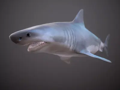 GREAT WHITE SHARK Low-poly 3D model 8