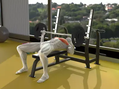 Male Muscular System Bench Press Animated Rigged 3D model