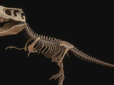 T-rex Skeleton 3D model purchase