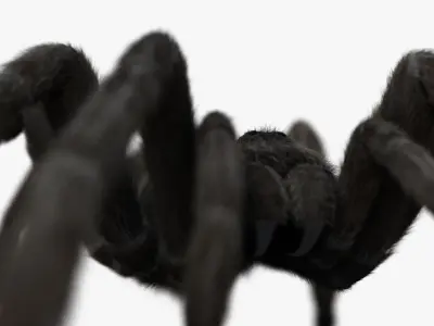 Tarantula 3D model
