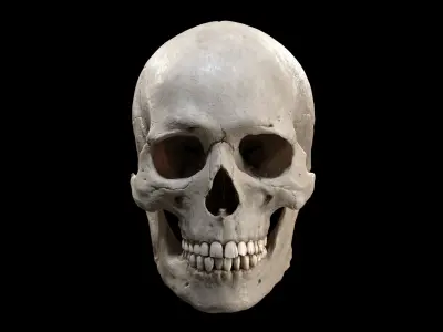 Human Skull  purchase 3D model