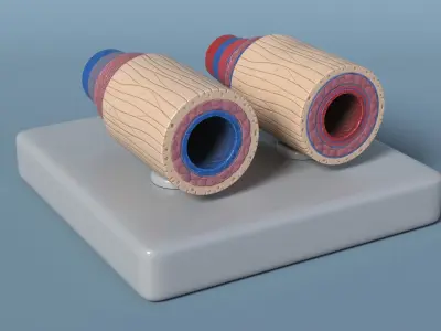 Anatomical Model Blood Vessels in Cross Section 3D model