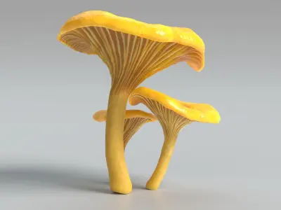  Chanterelle Mushrooms 